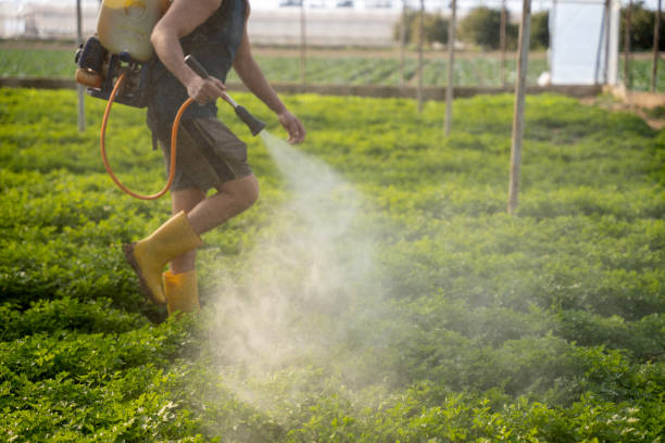 Best Pest Prevention Services  in Hallsville, TX