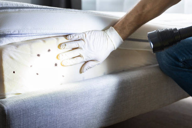 Best Local Pest Control Services  in Hallsville, TX