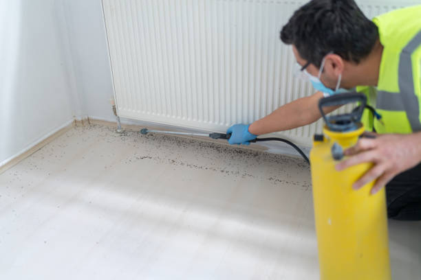 Best Mosquito Control Services  in Hallsville, TX